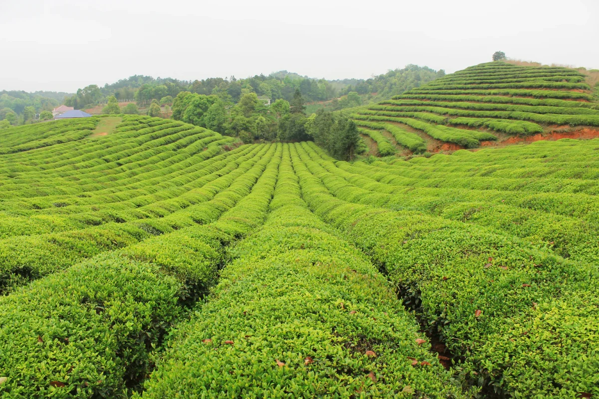 Origin Green Tea Generic 2016 Changsha Gardens 1